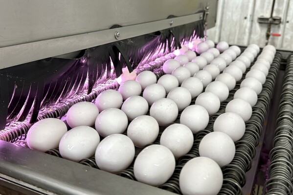 FILE - Eggs are cleaned and disinfected at the Sunrise Farms processing plant in Petaluma, Calif., on Thursday, Jan. 11, 2024, which had seen an outbreak of avian flu. Egg prices are at near-historic highs in many parts of the world as the spring holidays approach, reflecting a market scrambled by disease, high demand and growing costs for farmers. (AP Photo/Terry Chea)