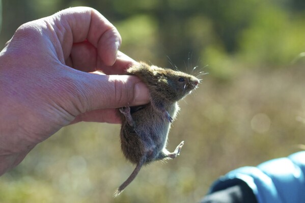 FILE - A red-backed vole is held during a survey of plant and animal life in Juneau, Alaska, on Thursday, May 1, 2014. Alaskapox was discovered in 2015 in a woman who lived near Fairbanks, Alaska. It mainly has been found in small mammals, including red-backed voles and shrews. But pets, such as dogs and cats, may also carry the virus, health officials say. (Michael Penn/The Juneau Empire via AP, File)