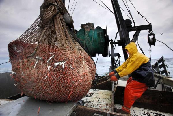 FILE-- In this Jan. 6, 2012, file photo, James Rich maneuvers a bulging net full of northern shrimp caught in the Gulf of Maine. New England's shrimp fishery will remain shut down because of concerns about the health of the crustacean's population amid warming ocean temperatures. The fishery has been shut down since 2013. (AP Photo/Robert F. Bukaty, FILES)