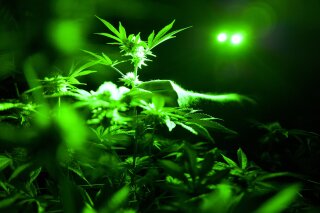 FILE - This May 20, 2019 file photo shows marijuana plants in a grow room using green lights during their night cycle in Gardena, Calif. According to research released on Wednesday, June 12, 2019, archaeologists have unearthed the earliest direct evidence of people smoking marijuana from a 2,500-year-old graveyard in western China. (AP Photo/Richard Vogel, File)