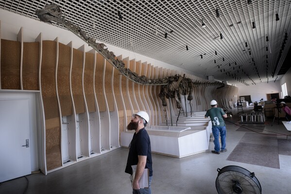 A 150 million year old dinosaur skeleton is displayed at the Natural History Museum's new welcome center currently under construction on Tuesday, July 2, 2024 in Los Angeles. It's newest resident is big, green, and 150 million years old, the 75-foot-long green dinosaur named Gnatalie which will be available for public viewing in the fall at the museum. Researches believe Gnatalie (pronounced Natalie) is a member of a new species of sauropod, a long-necked dinosaur that lived 150 million years ago in the late Jurassic Era. (AP Photo/Richard Vogel)