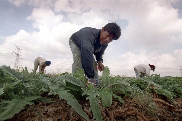 Workers from Thailand prune artichoke crops prior to the start of the ritual crop sabbatical, which begins at the Jewish New Year, so the vegetable will be kosher when it sprouts, at Beit Uziel in central Israel, September 14, 2000. (AP Photo/Jacqueline Larma, File)