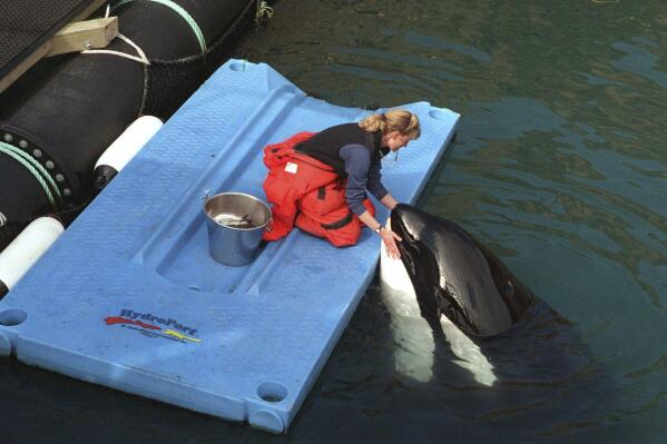 FILE - Karen McRea feeds frozen fish to Keiko, star of the movie "Free Willy," in his pen off the coast of Westman Islands, Iceland, on April 22, 1999. An ambitious plan announced last week to return a killer whale, held captive for more than a half-century, to her home waters in Washington’s Puget Sound thrilled those who have long advocated for her to be freed from her tank at the Miami Seaquarium. But it also called to mind the release of Keiko, who failed to adapt to the wild after being returned to his native Iceland and died five years later. (AP Photo/Kristin Gazlay, File)