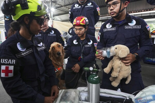 A rescue dog called Lek looks away as an oxygen mask is put on a plush toy during a demonstration at the site of an under-construction high-rise building that collapsed after an earthquake in in Bangkok, Thailand, Wednesday, April 2, 2025. (AP Photo/Sakchai Lalit)