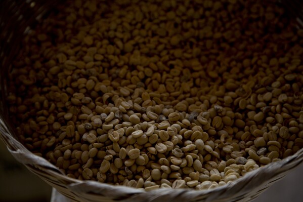 FILE - Arabica coffee beans harvested the previous year are stored at a coffee plantation in Ciudad Vieja, Guatemala, on May 22, 2014. In a study published in the journal Nature Genetics on Monday, April 15, 2024, researchers estimate that Coffea arabica came to be from natural crossbreeding of two other coffee species over 600,000 years ago. (AP Photo/Moises Castillo, File)