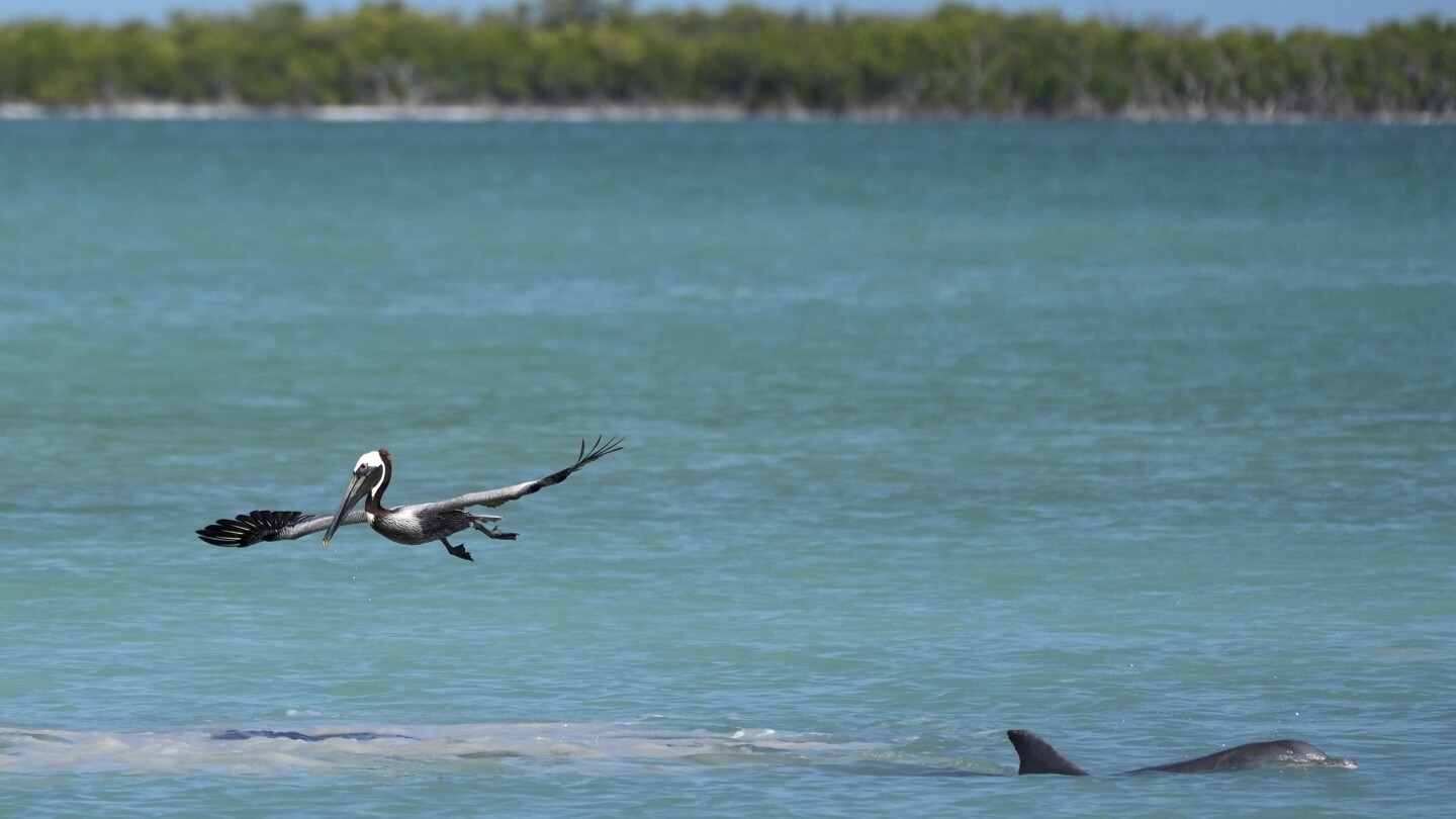 Възстановяването на Everglades ще защити ключовете на Флорида, докато учените наблюдават условия на суша 