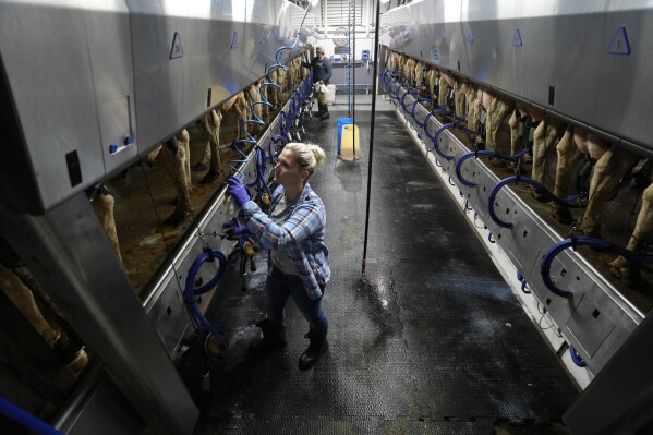 Dairy farmer Megan McAllister works in the milking parlor on her farm, Monday, July 24, 2023, in New Vienna, Iowa. More intense summer heat resulting from emissions-driven climate change means animal heat stress that can result in billions of dollars in lost revenue for farmers and ranchers if not properly managed. The McAllister family installed new fans above the beds where their cows lie. (AP Photo/Charlie Neibergall)