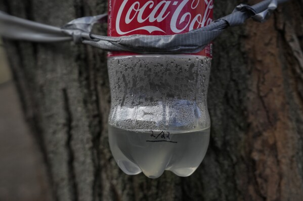A plastic bottle holds collected sap from a maple tree, Friday, Feb. 23, 2024, at Northeastern University in Evanston, Ill. It’s a class that the students, who come from a variety of majors, say is providing hands-on experience in data collection and a front-row seat to witness climate change. (AP Photo/Joshua A. Bickel)