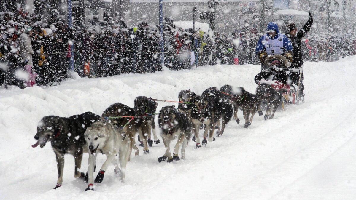 Photos: 49 mushers brave a snowstorm for the 50th running of the Iditarod  Trail Sled Dog Race
