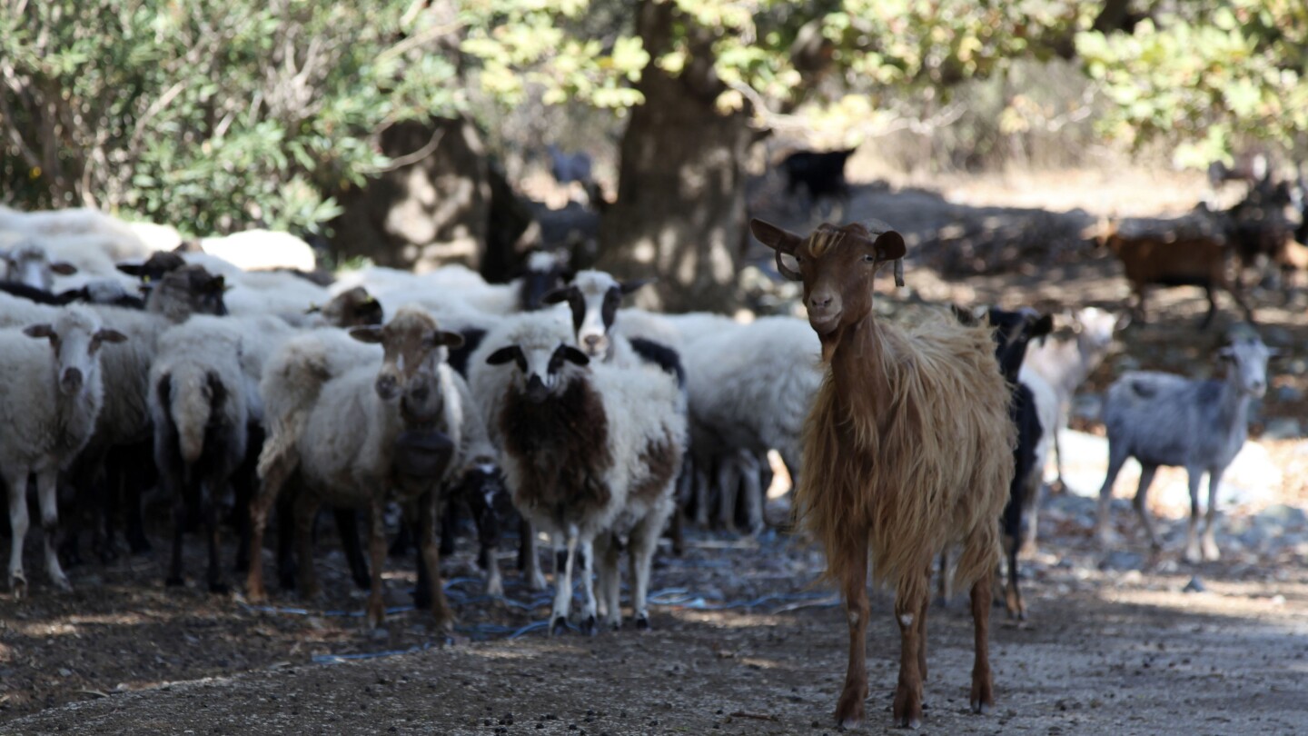 Greece declares national restrictions to fight ‘goat plague’ outbreak