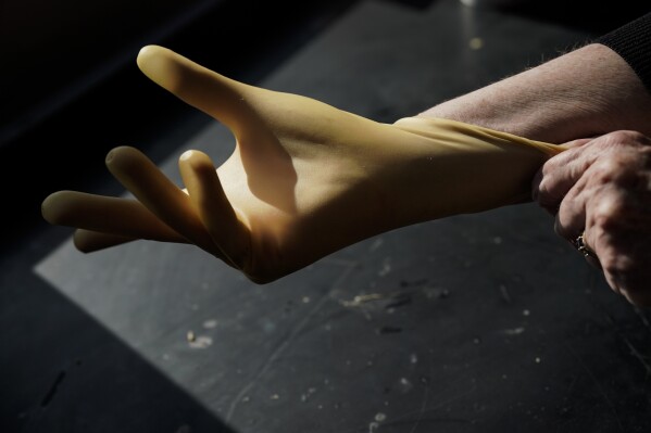 Katrina Cornish, a professor at Ohio State University who studies rubber alternatives, models a medical glove made from latex produced from the desert shrub guayule, Tuesday, Feb. 6, 2024, in Wooster, Ohio. Cornish spends her days raising dandelions and desert shrubs. She harvests the stretchy rubber substances they produce and uses special machines to dip them into condoms, medical gloves and parts for trachea tubes. (AP Photo/Joshua A. Bickel)