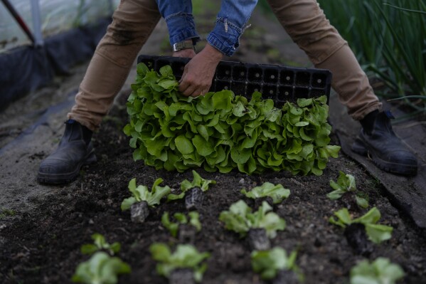 Katy Rogers lays out lettuce seedlings for planting, Friday, April 19, 2024, at Teter Retreat and Organic Farm in Noblesville, Ind. She was playing catchup after heavy rains flooded some of her fields weeks earlier. (AP Photo/Joshua A. Bickel)