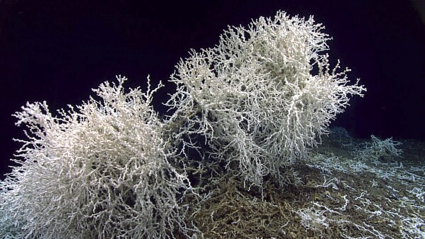 In this image provided by NOAA Ocean Exploration, a few large thickets of Lophelia pertusa coral grow along the edges of large rock shelf overhangs at the Blake Plateau off the southeastern coast of the U.S., in July 2019. The white coloring is healthy, as deep-sea corals don't rely on symbiotic algae. In January 2024, scientists announced they have mapped the largest coral reef deep in the ocean, stretching hundreds of miles off the U.S. coast. While researchers have known since the 1960s that some coral were present off the Atlantic coast, the reef's size remained a mystery until new underwater mapping technology made it possible to construct 3D images of the ocean floor. (NOAA Ocean Exploration via AP)