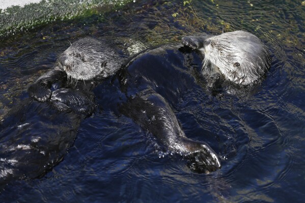 FILE - In this photo taken Monday, March 26, 2018, a pair of sea otters are seen at the Monterey Bay Aquarium in Monterey, Calif. Bringing sea otters back to a California estuary has helped restore the ecosystem by controlling the number of burrowing crabs - a favorite sea otter snack - that cause marshland erosion. (AP Photo/Eric Risberg, file)