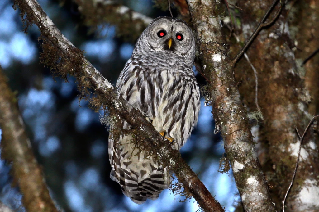 Lawmakers urge Trump administration to cancel owl-killing plan, say it would cost too much