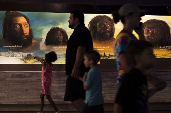 People walk past the faces of human ancestors as they visit the exhibits inside the Smithsonian Hall of Human Origins, Thursday, July 20, 2023, at the Smithsonian Museum of Natural History in Washington. More research is showing that we carry genes from other kinds of ancient humans, and their DNA affects our lives today. (AP Photo/Jacquelyn Martin)