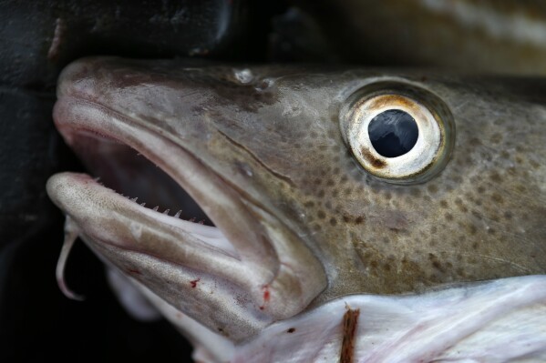 Scientists turn invasive carp in Mississippi River into traitors to slow  their Great Lakes