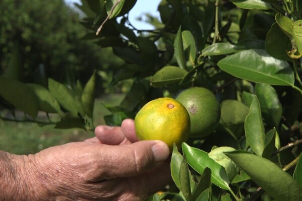 Fred Gmitter, a geneticist at the University of Florida Citrus Research and Education Center, holds an orange affected by citrus greening disease at a grove in Fort Meade, Fla., on Sept. 27, 2018. The forecast for Florida citrus, the state’s signature crop, was expected to improve a bit in the upcoming season compared to last season, according to estimates released Thursday, Oct. 12, 2023. (AP Photo/Federica Narancio, file)