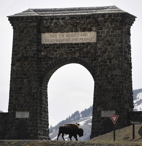 FILE - In this April 15, 2008, file photo, a bison makes its way across the historic gate to Yellowstone National Park at Gardiner, Mont. As Yellowstone National Park in Wyoming opens for the busy summer season, wildlife advocates are leading a call for a boycott of the conservative ranching state over laws that give people wide leeway to kill gray wolves with little oversight. (James Woodcock/The Billings Gazette via AP, File)