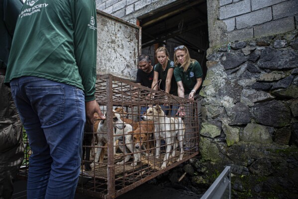 Members of anti-animal cruelty group Humane Society International, (HSI) transport a cage containing dogs from a slaughter house in Tomohon, North Sulawesi, Indonesia, Friday, July 21, 2023. Authorities on Friday announced the end of the "brutally cruel" dog and cat meat slaughter at a notorious animal market on the Indonesian island of Sulawesi following a years-long campaign by local activists and world celebrities. (AP Photo/Mohammad Taufan)