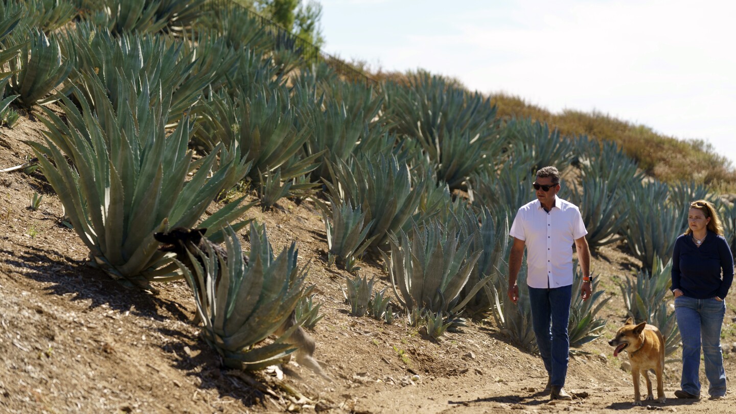 Californians bet farming agave for spirits holds key to weathering drought and groundwater limits