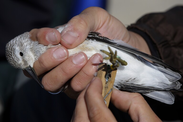 FILE - A researcher uses a clip to secure a geo locator in place on the leg of a Red Knot shore bird while the glue dries on the north end of Nauset Beach in Eastham, Mass., Sept. 17, 2013. (AP Photo/Stephan Savoia, File)