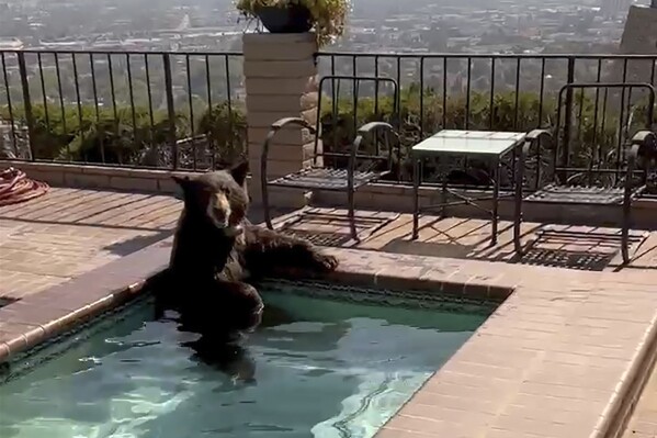 In this image taken from video provided by the Burbank Police Department, a bear sits in a jacuzzi in the city of Burbank, Calif., on Friday, July 28, 2023. Burbank Police said the officers were responding to a sighting of the bear in the area when they found it enjoying a short dip at the residence in the city’s Paseo Redondo block. The bear afterward climbed over a wall and headed to a tree behind the home, police said in a statement Friday. (Burbank Police Department via AP)