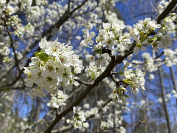 A callery pear is seen in Johns Creek, Ga. on Sunday, March 13, 2021. A stinky but handsome and widely popular landscape tree has become an aggressive invader, creating dense thickets that overwhelm native plants and bear four-inch spikes that can flatten tractor tires. (AP Photo/Alex Sanz)