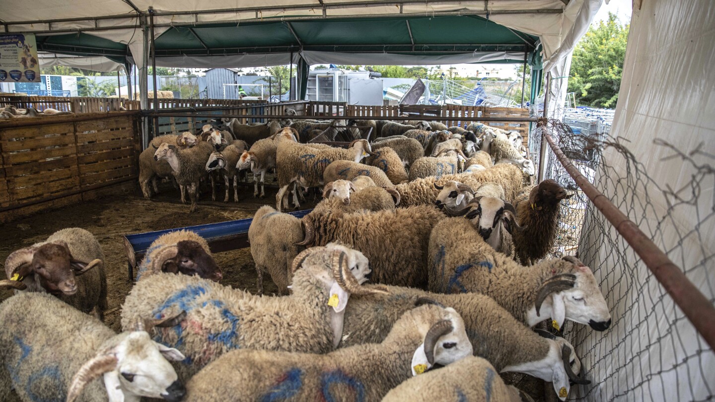 Morocco urges people to not buy sheep for Eid al-Adha celebrations