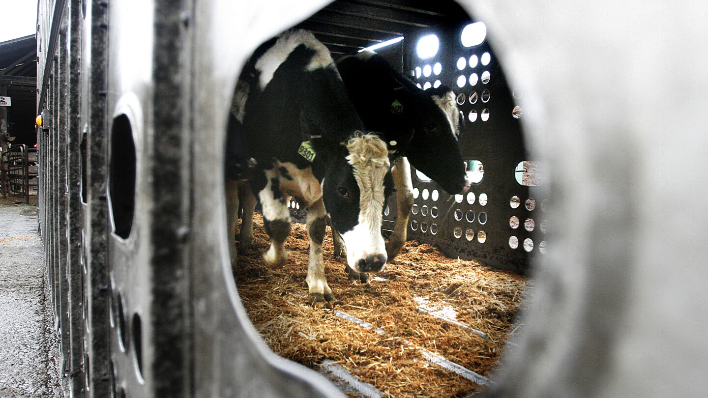 Повече крави се изследват и проследяват за птичи грип. Ето какво означава това