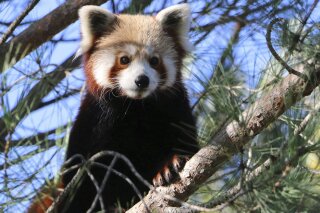 This photo released by Saint-Martin-la-Plaine zoo shows the red panda that broke out of a zoo in the Rhone region of southeastern France, Friday, Nov. 15, 2019. The park said the panda escaped last...