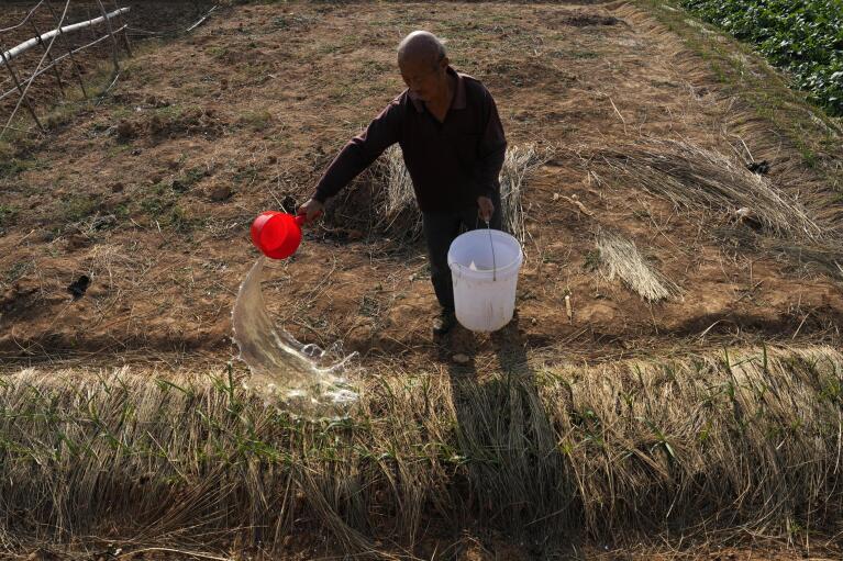 Duan Yunzhen, 73, waters his crop with water collected from a village pond along Poyang Lake in north-central China's Jiangxi province on Monday, Oct. 31, 2022. On the lake's normally water-blessed northeast corner, residents scooped buckets of water from a village pond to tend their vegetables. (AP Photo/Ng Han Guan)