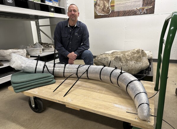 El paleontólogo del Servicio Geológico de Dakota del Norte, Jeff Person, se sienta detrás de un colmillo de mamut de 7 pies el martes 19 de diciembre de 2023, en la oficina del Servicio Geológico en Bismarck, Dakota del Norte (Foto AP/Jack Dura)