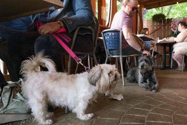Monty Hobbs , right, and his dog Mattox sit next to another pet dog on the patio at the Olive Lounge in Takoma Park, Md. , on Thursday, May 4, 2023. Just in time for the summer dining season, the U.S. government has given its blessing to restaurants that want to allow pet dogs in their outdoor spaces. (AP Photo/Jose Luis Magana)