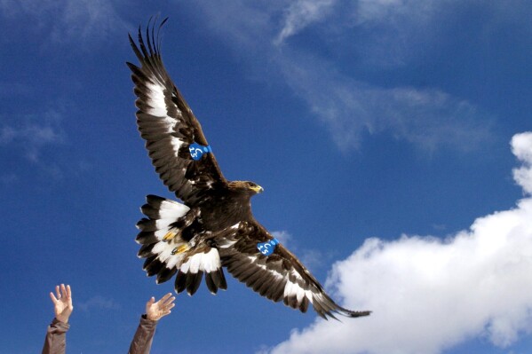 FILE - A young golden eagle is released above Rogers Pass by a wildlife biologist on Oct. 6, 2005, near Lincoln, Mont. A Washington state man accused of helping kill more than 3,000 birds including eagles on a Montana Indian reservation then illegally selling their parts intends to plead guilty to federal criminal charges. (Michael Gallacher/The Missoulian via AP, File)