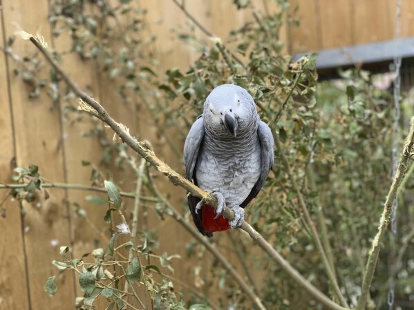 This photo taken on Saturday Sept. 26, 2020 and issued by Lincolnshire Wildlife Park shows an African grey parrot at Lincolnshire Wildlife Centre in Friskney, England, one of five  who were separated as keepers say they were encouraging each other to swear. Billy, Eric, Tyson, Jade and Elsie joined Lincolnshire Wildlife Centre’s colony of 200 grey parrots in August, and soon revealed a penchant for blue language. (Steve Nichols/Lincolnshire Wildlife Park via AP)