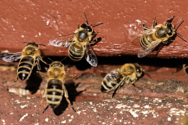 Honey bees are pictured in a beehive in Wehrheim near Frankfurt, Germany, on the "world bee day" on Tuesday, May 20, 2025. (AP Photo/Michael Probst)