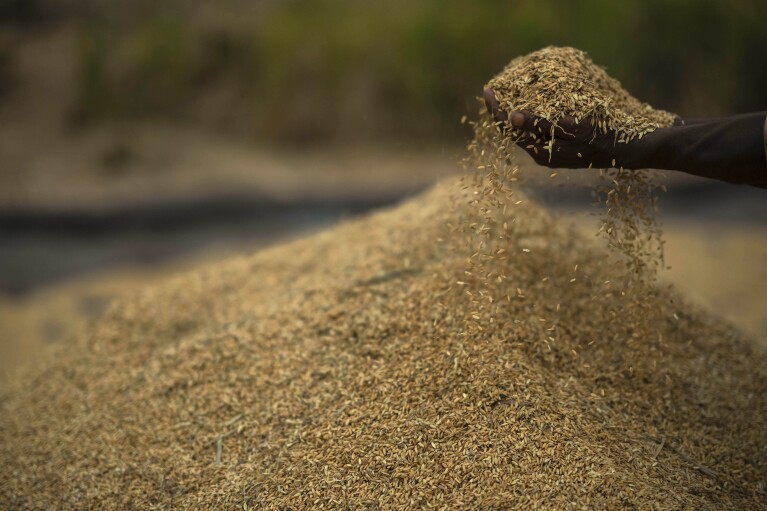 Rice crop is held in a paddy field on the outskirts of Guwahati, India, Tuesday, June 6, 2023. Experts are warning that rice production across South and Southeast Asia is likely to suffer with the world heading into an El Nino. (AP Photo/Anupam Nath)