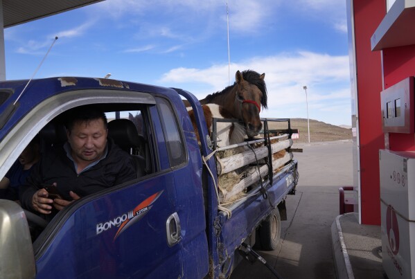A herder from the region of Sukhbaatar district in southeast Mongolia carries horses and goats in the back of his truck on Saturday, May 13, 2023, on his way to sell in the capital, Ulaanbaatar. (AP Photo/Manish Swarup)