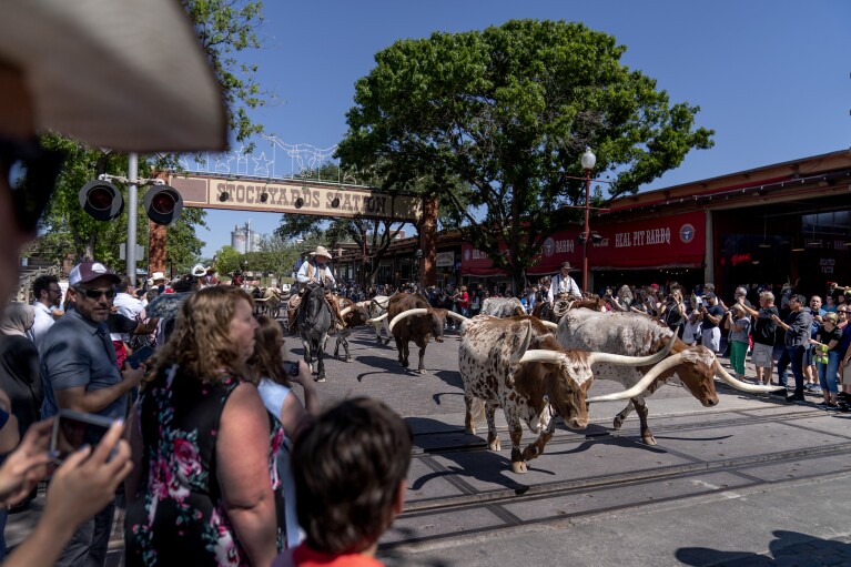 People watch as longhorn steers are moved through the Stockyards National Historic District as part of world's only twice daily cattle drive, Friday, April 21, 2023, in Forth Worth, Texas. The herd of 17 Texas Longhorns and a team of drovers wearing authentic 19th century clothing drive the cattle through the main business street lined with tourists to honor's the city heritage. Between 1866 and 1890, drovers trailed more than four million head of cattle through Fort Worth. The city soon became known as "Cowtown." (AP Photo/David Goldman)