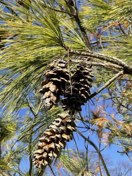 6 favorite conifers and the cones they produce