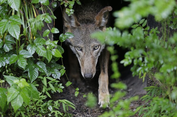 FILE - A female red wolf emerges from her den sheltering newborn pups at the Museum of Life and Science in Durham, N.C., on May 13, 2019. On Wednesday, Aug. 9, 2023, the U.S. government agreed to settle a lawsuit with conservation groups and commit to releasing more endangered red wolves into the wilds of North Carolina. (AP Photo/Gerry Broome, File)