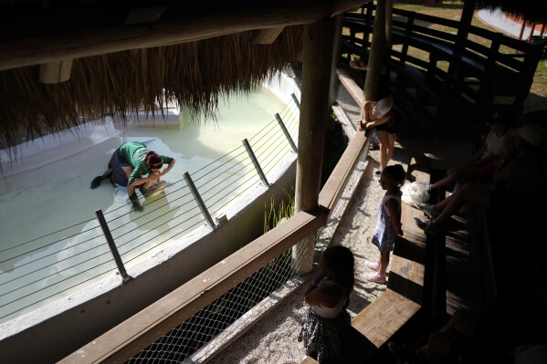 Trainer Jessie Cottone, a non-tribe member employed by the Miccosukee Tribe, demonstrates traditional techniques for subduing and controlling gators, during a day-long environmental and cultural education event at Miccosukee Indian Village, Saturday, April 20, 2024, in the Florida Everglades. The Earth Day event is one of many initiatives by tribe members aimed at building appreciation for the Everglades' unique and important ecosystem, as well as support to protect and heal it. (AP Photo/Rebecca Blackwell)