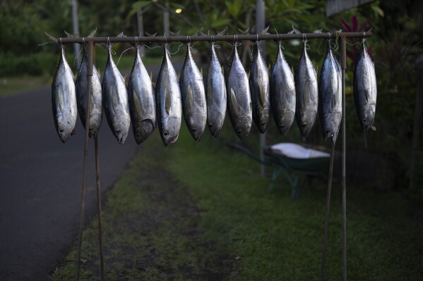 Tunas for sale hang on the side of the road in Teahupo'o, Tahiti, French Polynesia, Wednesday, Jan. 17, 2024. (AP Photo/Daniel Cole)