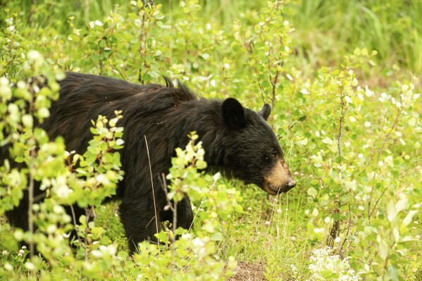 FILE - A bear forages near the Donnie Creek wildfire burning north of Fort St. John, British Columbia, Canada, on July 2, 2023. A rising bear population is posing a threat to people in an area in the western part of North Macedonia. A dozen cases of bears attempting to break into houses in search of food have been reported by fearful villagers living in the mountainous area of the Mavrovo National Park, the country’s largest. Some villagers have demanded that authorities take urgent measures for their protection. (AP Photo/Noah Berger, File)