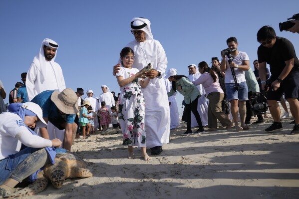 A girl holds a sea turtle for release on Saadiyat Island in Abu Dhabi, United Arab Emirates, Tuesday, June 6, 2023. As sea turtles around the world become more vulnerable to climate change, the United Arab Emirates is working to protect them. biology.  (AP Photo/Kamran Jebrelli)