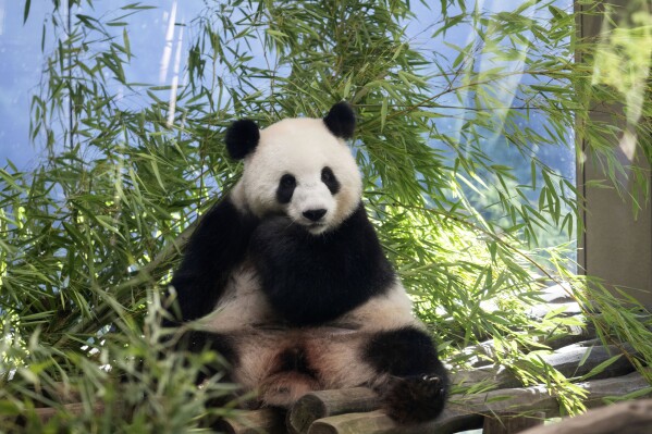 Female panda Meng Meng, who is pregnant with twins, sits in her enclosure at the Berlin Zoo, Tuesday, Aug. 13, 2024. (Sebastian Gollnow/dpa via AP)