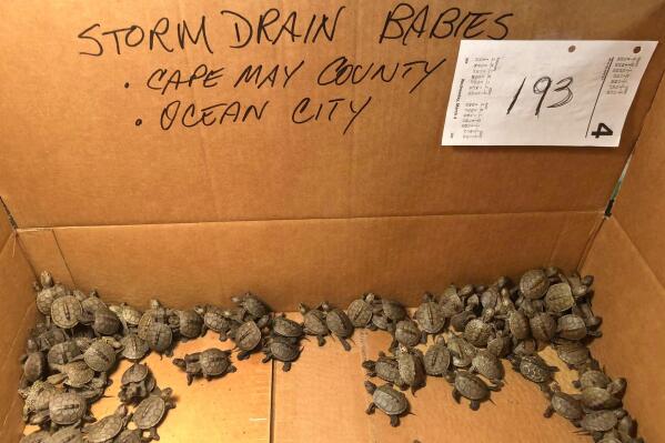 Tiny turtles are being squashed on roads. Here's what N.J. is