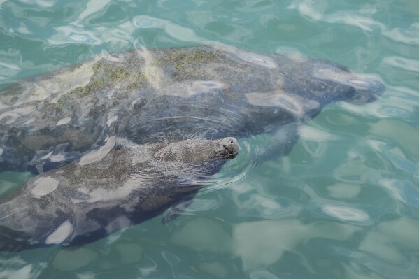 A baby manatee swimming beside its mother comes to the surface to breathe, at Manatee Lagoon, in Riviera Beach, Fla., Jan. 10, 2025. (AP Photo/Rebecca Blackwell, File)