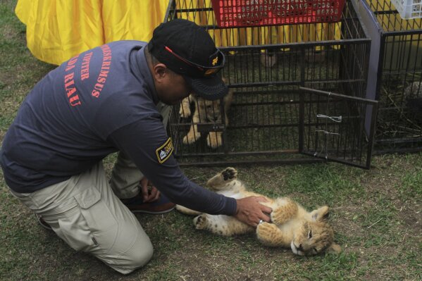 A police officer plays with a lion cub prior to the start of a press conference in Kampar, Riau, Indonesia, Sunday, Dec. 15, 2019. Indonesian police said Sunday that they have arrested two men suspected being part of a ring that poaches and trades in endangered animals and seized from them lion and leopard cubs and dozens of turtle, police said Sunday. (AP Photo/Rifka Majjid)